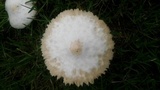 Chlorophyllum hortense image