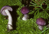 Cortinarius iodes image