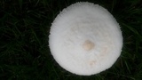 Chlorophyllum hortense image