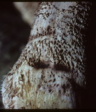 Sarcodon imbricatus image