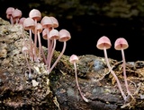 Mycena clarkeana image