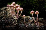 Mycena clarkeana image
