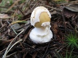 Amanita praecox image