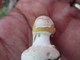 Amanita praecox image