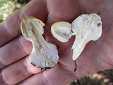 Amanita praecox image