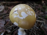 Amanita praecox image