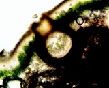 Endocarpon pusillum image