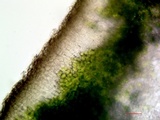 Endocarpon pusillum image