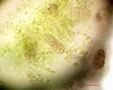 Endocarpon pusillum image