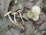 Kuehneromyces marginellus image