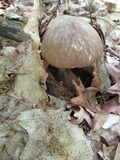 Megacollybia rodmanii image