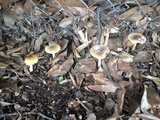 Amanita flavorubens image