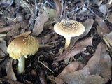 Amanita flavorubens image