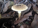 Amanita flavorubens image