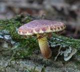 Pholiota polychroa image