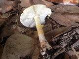 Amanita flavorubens image