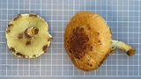 Pholiota polychroa image