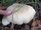 Macrocybe titans image