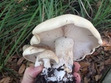 Macrocybe titans image