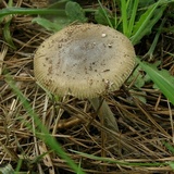 Amanita rhacopus image
