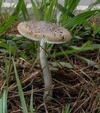 Amanita rhacopus image