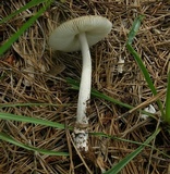 Amanita rhacopus image