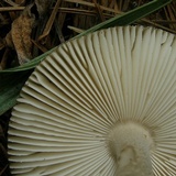 Amanita rhacopus image