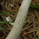 Amanita rhacopus image