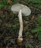 Amanita spreta image