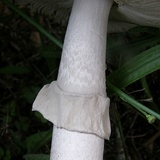 Amanita spreta image