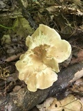 Ampulloclitocybe clavipes image
