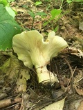 Ampulloclitocybe clavipes image