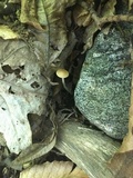 Rhizomarasmius pyrrhocephalus image