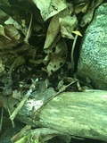 Rhizomarasmius pyrrhocephalus image