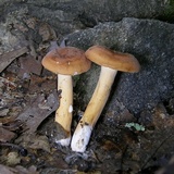 Lactarius volemus image