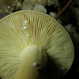 Lactarius volemus image