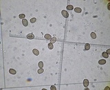 Agaricus arvensis image