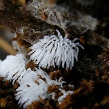 Ceratiomyxa fruticulosa var. fruticulosa image