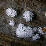 Ceratiomyxa fruticulosa var. fruticulosa image