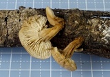 Lentinellus subaustralis image