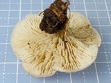 Lentinellus subaustralis image