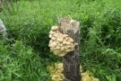 Pleurotus citrinopileatus image