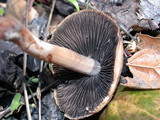 Panaeolus cinctulus image