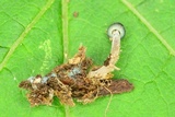 Mycena subcaerulea image