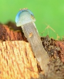 Mycena subcaerulea image