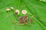 Mycena subcaerulea image