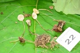 Mycena subcaerulea image