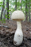 Amanita rhopalopus image