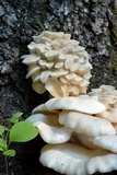 Pleurotus pulmonarius image