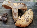 Lactarius psammicola image